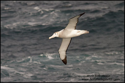 Wandering Albatross (Diomedea exulans)