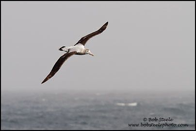 Wandering Albatross (Diomedea exulans)