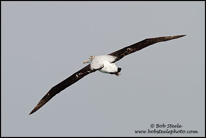 Wandering Albatross (Diomedea exulans)