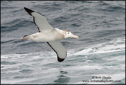 Wandering Albatross (Diomedea exulans)