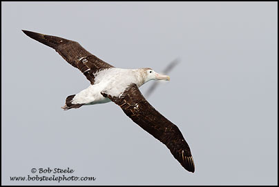 Wandering Albatross (Diomedea exulans)