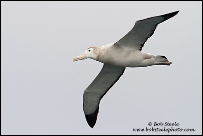 Wandering Albatross (Diomedea exulans)