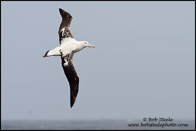 Wandering Albatross (Diomedea exulans)