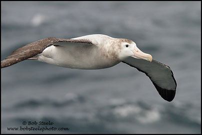 Wandering Albatross (Diomedea exulans)