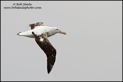 Wandering Albatross (Diomedea exulans)