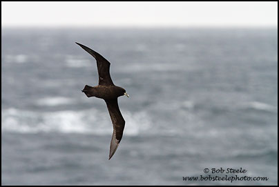 White-chinned Petrel (Procellaria aequinoctialis)
