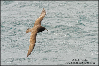 White-chinned Petrel (Procellaria aequinoctialis)