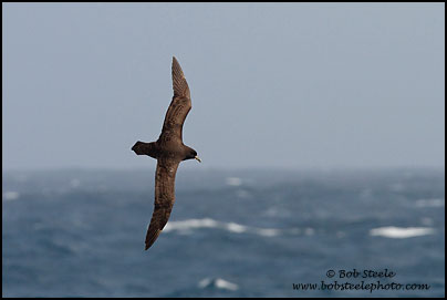 White-chinned Petrel (Procellaria aequinoctialis)