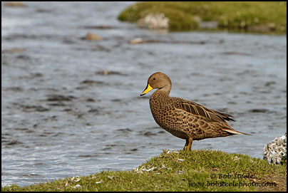 Yellow-billed Pintail (Anas georgica)