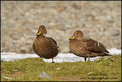 Yellow-billed Pintail (Anas georgica)