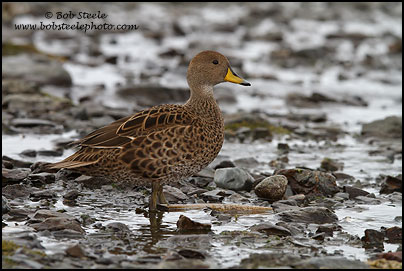 Yellow-billed Pintail (Anas georgica)