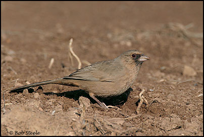 Abert's Towhee (Pipilo aberti)