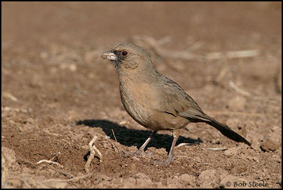 Abert's Towhee (Pipilo aberti)