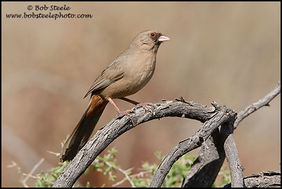 Abert's Towhee (Pipilo aberti)