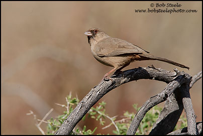 Abert's Towhee (Pipilo aberti)