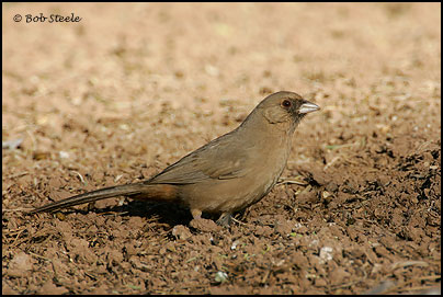 Abert's Towhee (Pipilo aberti)