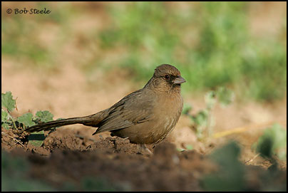 Abert's Towhee (Pipilo aberti)