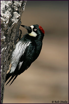 Acorn Woodpecker (Melanerpes formicivorus)