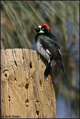 Acorn Woodpecker (Melanerpes formicivorus)
