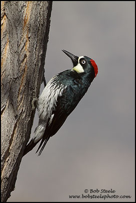 Acorn Woodpecker (Melanerpes formicivorus)
