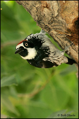 Acorn Woodpecker (Melanerpes formicivorus)