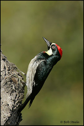 Acorn Woodpecker (Melanerpes formicivorus)