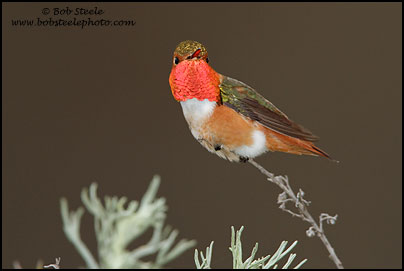 Allen's Hummingbird (Selasphorus sasin)