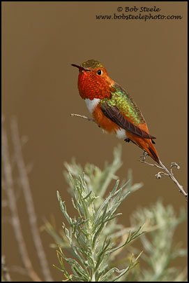 Allen's Hummingbird (Selasphorus sasin)