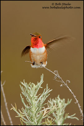 Allen's Hummingbird (Selasphorus sasin)