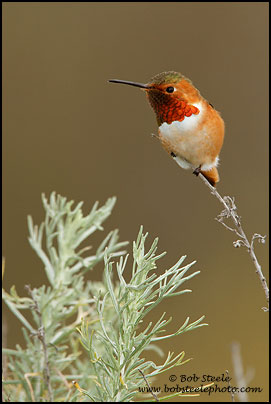 Allen's Hummingbird (Selasphorus sasin)
