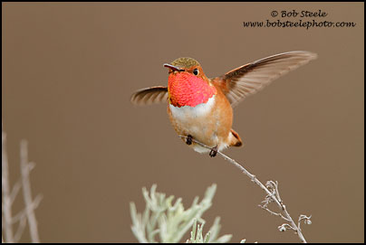 Allen's Hummingbird (Selasphorus sasin)