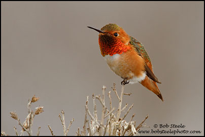 Allen's Hummingbird (Selasphorus sasin)