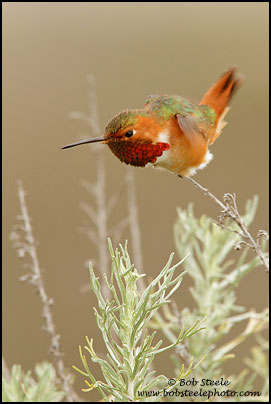 Allen's Hummingbird (Selasphorus sasin)