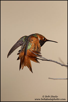 Allen's Hummingbird (Selasphorus sasin)