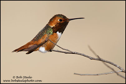 Allen's Hummingbird (Selasphorus sasin)