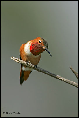 Allen's Hummingbird (Selasphorus sasin)