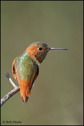Allen's Hummingbird (Selasphorus sasin)