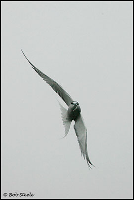 Aleutian Tern (Sterna aleutica)