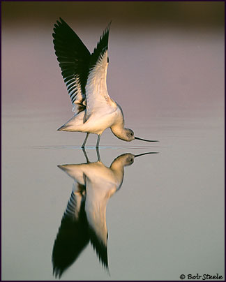 American Avocet (Recurvirostra americana)