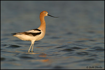 American Avocet (Recurvirostra americana)