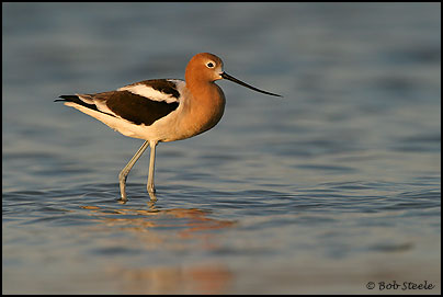 American Avocet (Recurvirostra americana)
