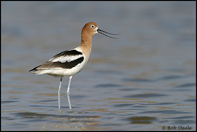 American Avocet (Recurvirostra americana)