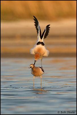 American Avocet (Recurvirostra americana)