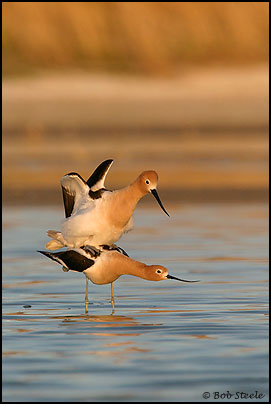 American Avocet (Recurvirostra americana)
