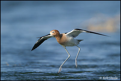 American Avocet (Recurvirostra americana)