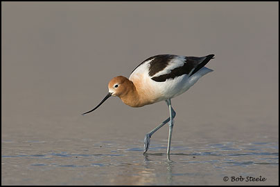 American Avocet (Recurvirostra americana)