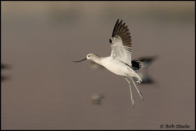 American Avocet (Recurvirostra americana)