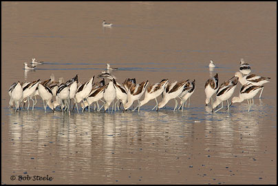 American Avocet (Recurvirostra americana)