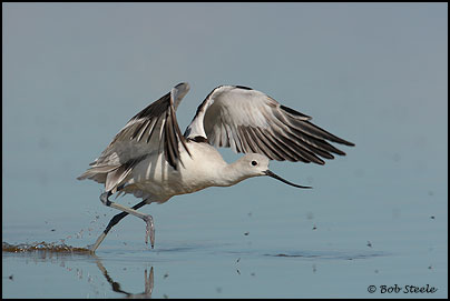 American Avocet (Recurvirostra americana)