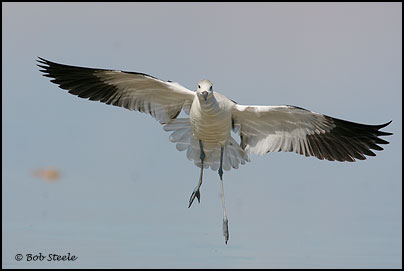 American Avocet (Recurvirostra americana)